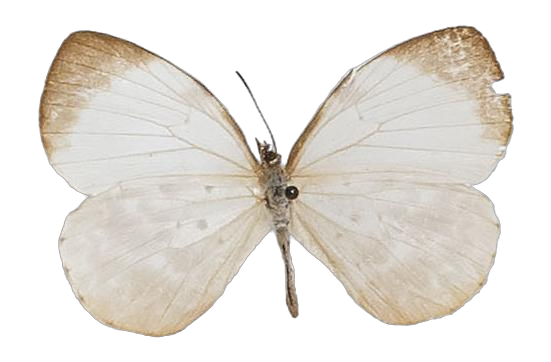 Larinopoda tera — LYCAENIDAE/7 MINA AFRIKANSKA LYCAENIDER/Liptenini_DTR1183.jpg