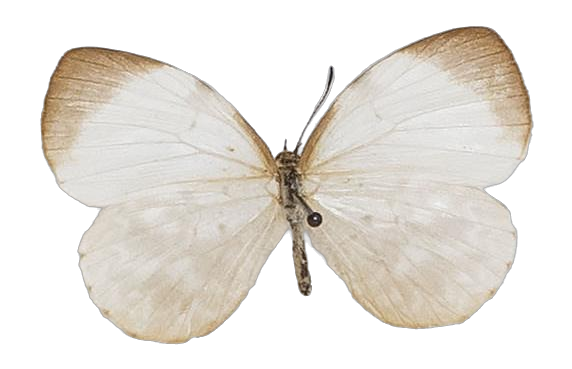 Larinopoda tera — LYCAENIDAE/7 MINA AFRIKANSKA LYCAENIDER/Liptenini_DTR1183.jpg