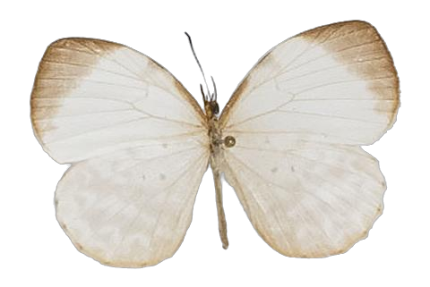 Larinopoda tera — LYCAENIDAE/7 MINA AFRIKANSKA LYCAENIDER/Liptenini_DTR1183.jpg