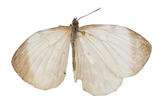Larinopoda tera — LYCAENIDAE/7 MINA AFRIKANSKA LYCAENIDER/Liptenini_DTR1183.jpg