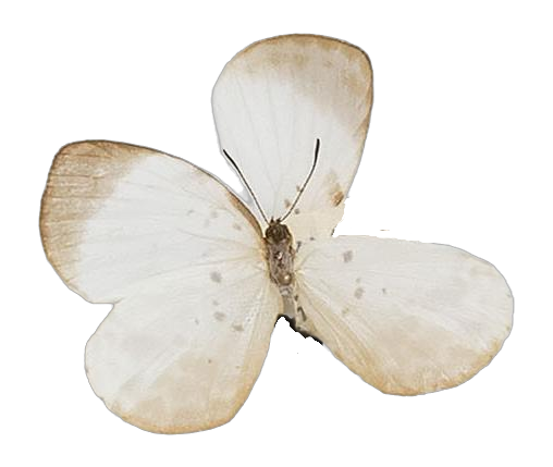 Larinopoda tera — LYCAENIDAE/7 MINA AFRIKANSKA LYCAENIDER/Liptenini_DTR1183.jpg