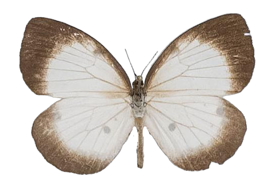 Larinopoda aspidos — LYCAENIDAE/7 MINA AFRIKANSKA LYCAENIDER/Liptenini_DTR1183.jpg