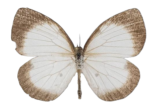 Larinopoda aspidos — LYCAENIDAE/7 MINA AFRIKANSKA LYCAENIDER/Liptenini_DTR1183.jpg