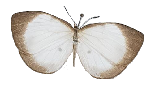 Larinopoda aspidos — LYCAENIDAE/7 MINA AFRIKANSKA LYCAENIDER/Liptenini_DTR1183.jpg