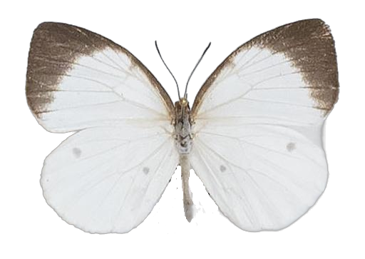 Larinopoda lagyra lagyra — LYCAENIDAE/7 MINA AFRIKANSKA LYCAENIDER/Liptenini_DTR1183.jpg
