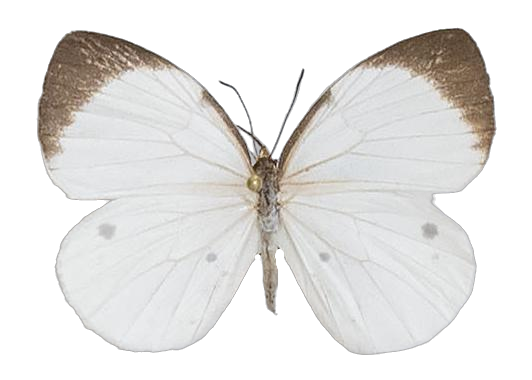 Larinopoda lagyra lagyra — LYCAENIDAE/7 MINA AFRIKANSKA LYCAENIDER/Liptenini_DTR1183.jpg