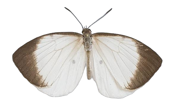 Larinopoda lagyra lagyra — LYCAENIDAE/7 MINA AFRIKANSKA LYCAENIDER/Liptenini_DTR1183.jpg