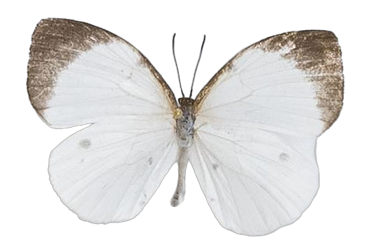 Larinopoda lagyra lagyra — LYCAENIDAE/7 MINA AFRIKANSKA LYCAENIDER/Liptenini_DTR1183.jpg