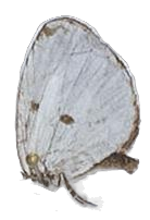 Tetrarhanis ilma ugandae — LYCAENIDAE/7 MINA AFRIKANSKA LYCAENIDER/Liptenini_DTR1183.jpg