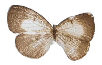 Tetrarhanis ilma daltoni — LYCAENIDAE/7 MINA AFRIKANSKA LYCAENIDER/Liptenini_DTR1183.jpg