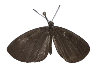 Tetrarhanis stempfferi stempfferi — LYCAENIDAE/7 MINA AFRIKANSKA LYCAENIDER/Liptenini_DTR1183.jpg
