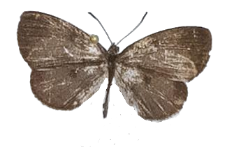 Tetrarhanis stempfferi stempfferi — LYCAENIDAE/7 MINA AFRIKANSKA LYCAENIDER/Liptenini_DTR1183.jpg