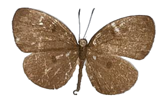 Tetrarhanis simplex — LYCAENIDAE/7 MINA AFRIKANSKA LYCAENIDER/Liptenini_DTR1183.jpg