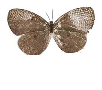 Tetrarhanis simplex — LYCAENIDAE/7 MINA AFRIKANSKA LYCAENIDER/Liptenini_DTR1183.jpg