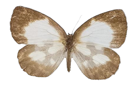 Falcuna orientalis bwamba — LYCAENIDAE/7 MINA AFRIKANSKA LYCAENIDER/Liptenini_DTR1183.jpg