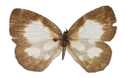 Falcuna libyssa cameroonica — LYCAENIDAE/7 MINA AFRIKANSKA LYCAENIDER/Liptenini_DTR1183.jpg