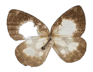 Falcuna libyssa cameroonica — LYCAENIDAE/7 MINA AFRIKANSKA LYCAENIDER/Liptenini_DTR1183.jpg