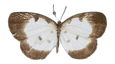 Tetrarhanis souanke — LYCAENIDAE/7 MINA AFRIKANSKA LYCAENIDER/Liptenini_DTR1183.jpg