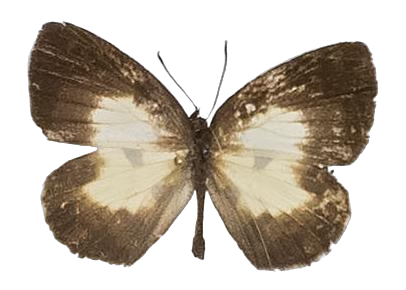 Falcuna margarita — LYCAENIDAE/7 MINA AFRIKANSKA LYCAENIDER/Liptenini_DTR1183.jpg
