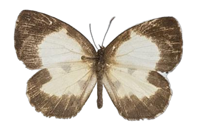 Falcuna margarita — LYCAENIDAE/7 MINA AFRIKANSKA LYCAENIDER/Liptenini_DTR1183.jpg