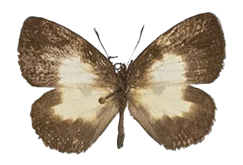 Falcuna synesia — LYCAENIDAE/7 MINA AFRIKANSKA LYCAENIDER/Liptenini_DTR1183.jpg