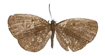 Tetrarhanis baralingam — LYCAENIDAE/7 MINA AFRIKANSKA LYCAENIDER/Liptenini_DTR1183.jpg