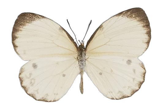Larinopoda spuma — LYCAENIDAE/7 MINA AFRIKANSKA LYCAENIDER/Liptenini_DTR1183.jpg