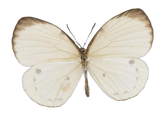 Larinopoda spuma — LYCAENIDAE/7 MINA AFRIKANSKA LYCAENIDER/Liptenini_DTR1183.jpg