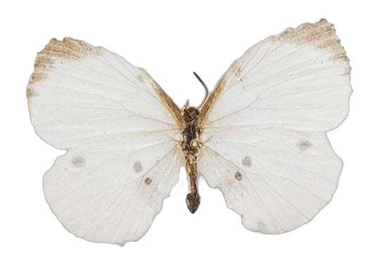 Phytala eurema — LYCAENIDAE/7 MINA AFRIKANSKA LYCAENIDER/Liptenini_DTR1183.jpg