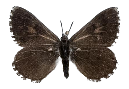 Thestor yildizae — LYCAENIDAE/7 MINA AFRIKANSKA LYCAENIDER/Lycaenidae_DTR1178.jpg