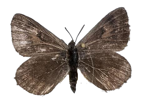 Thestor yildizae — LYCAENIDAE/7 MINA AFRIKANSKA LYCAENIDER/Lycaenidae_DTR1178.jpg