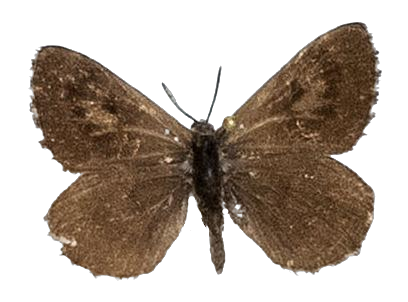Thestor yildizae — LYCAENIDAE/7 MINA AFRIKANSKA LYCAENIDER/Lycaenidae_DTR1178.jpg