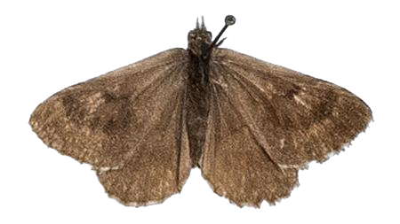 Thestor yildizae — LYCAENIDAE/7 MINA AFRIKANSKA LYCAENIDER/Lycaenidae_DTR1178.jpg