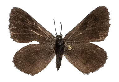 Thestor petra petra — LYCAENIDAE/7 MINA AFRIKANSKA LYCAENIDER/Lycaenidae_DTR1178.jpg