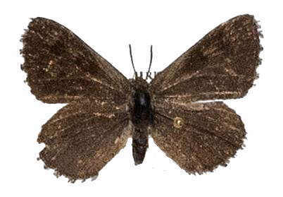 Thestor petra petra — LYCAENIDAE/7 MINA AFRIKANSKA LYCAENIDER/Lycaenidae_DTR1178.jpg