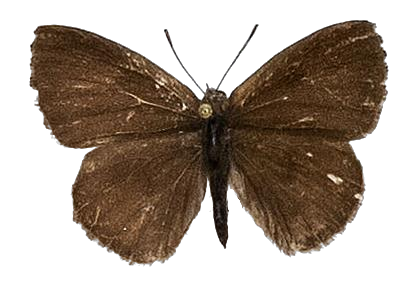 Lachnocnema bibulus — LYCAENIDAE/7 MINA AFRIKANSKA LYCAENIDER/Lycaenidae_DTR1178.jpg