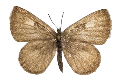 Lachnocnema bibulus — LYCAENIDAE/7 MINA AFRIKANSKA LYCAENIDER/Lycaenidae_DTR1178.jpg