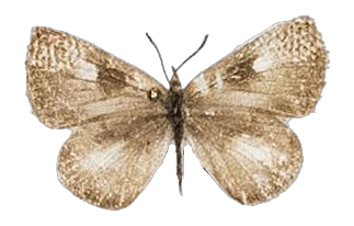 Lachnocnema bibulus — LYCAENIDAE/7 MINA AFRIKANSKA LYCAENIDER/Lycaenidae_DTR1178.jpg