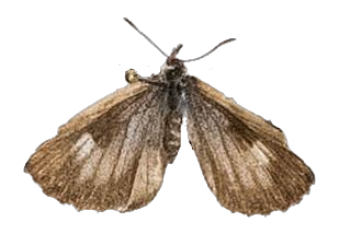 Lachnocnema bibulus — LYCAENIDAE/7 MINA AFRIKANSKA LYCAENIDER/Lycaenidae_DTR1178.jpg