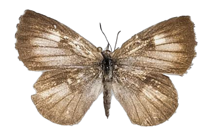 Lachnocnema bibulus — LYCAENIDAE/7 MINA AFRIKANSKA LYCAENIDER/Lycaenidae_DTR1178.jpg