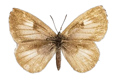 Lachnocnema bibulus — LYCAENIDAE/7 MINA AFRIKANSKA LYCAENIDER/Lycaenidae_DTR1178.jpg
