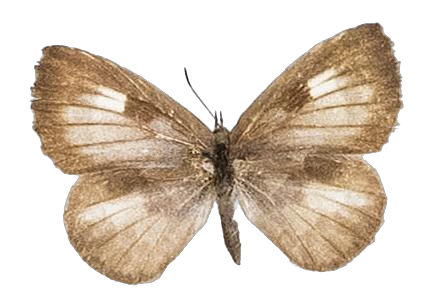 Lachnocnema bibulus — LYCAENIDAE/7 MINA AFRIKANSKA LYCAENIDER/Lycaenidae_DTR1178.jpg