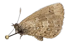 Lachnocnema bibulus — LYCAENIDAE/7 MINA AFRIKANSKA LYCAENIDER/Lycaenidae_DTR1178.jpg