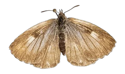 Lachnocnema bibulus — LYCAENIDAE/7 MINA AFRIKANSKA LYCAENIDER/Lycaenidae_DTR1178.jpg
