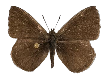 Lachnocnema bibulus — LYCAENIDAE/7 MINA AFRIKANSKA LYCAENIDER/Lycaenidae_DTR1178.jpg