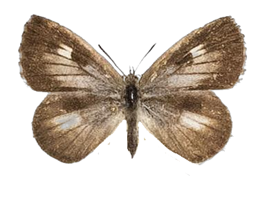 Lachnocnema bibulus — LYCAENIDAE/7 MINA AFRIKANSKA LYCAENIDER/Lycaenidae_DTR1178.jpg
