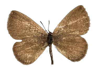 Lachnocnema durbani — LYCAENIDAE/7 MINA AFRIKANSKA LYCAENIDER/Lycaenidae_DTR1178.jpg