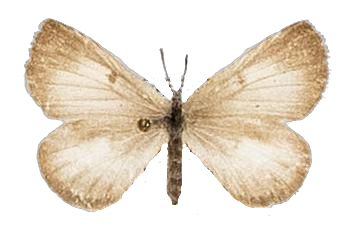 Lachnocnema durbani — LYCAENIDAE/7 MINA AFRIKANSKA LYCAENIDER/Lycaenidae_DTR1178.jpg