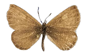 Lachnocnema durbani — LYCAENIDAE/7 MINA AFRIKANSKA LYCAENIDER/Lycaenidae_DTR1178.jpg