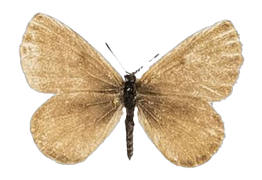 Lachnocnema durbani — LYCAENIDAE/7 MINA AFRIKANSKA LYCAENIDER/Lycaenidae_DTR1178.jpg